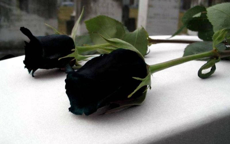 काळा गुलाब, Black Roses