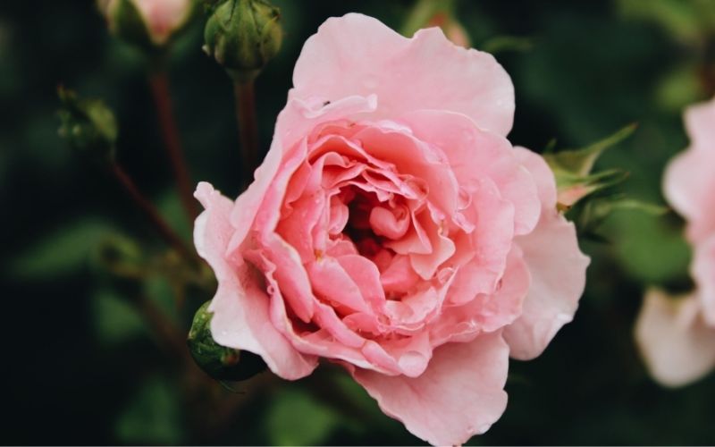 गुलाबी गुलाब Pink Rose
