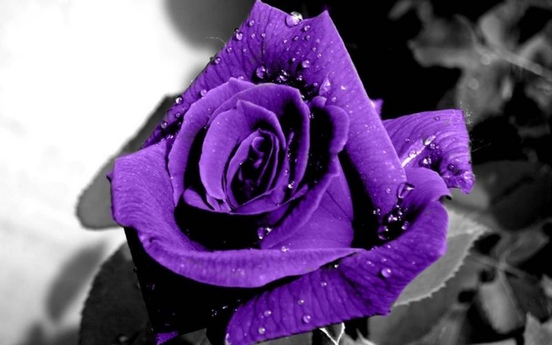 जांभळा गुलाब Purple Rose