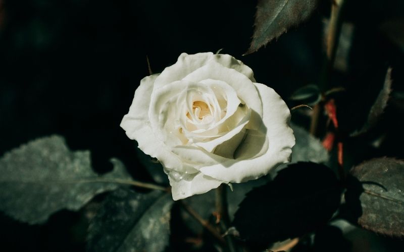 पांढरा गुलाब White Rose
