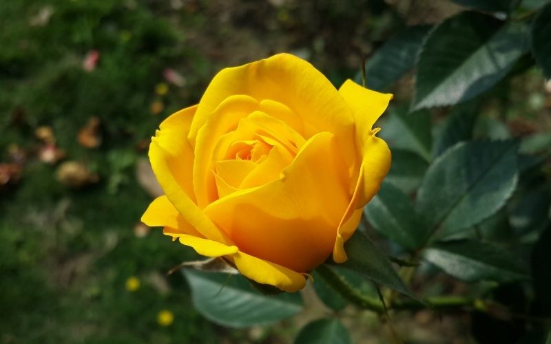 पिवळा गुलाब Yellow Rose