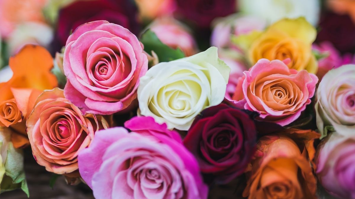 रंगीबेरंगी गुलाब, गुलाबांच्या रंगांचा अर्थ, Colourful Roses, meaning of rose colors