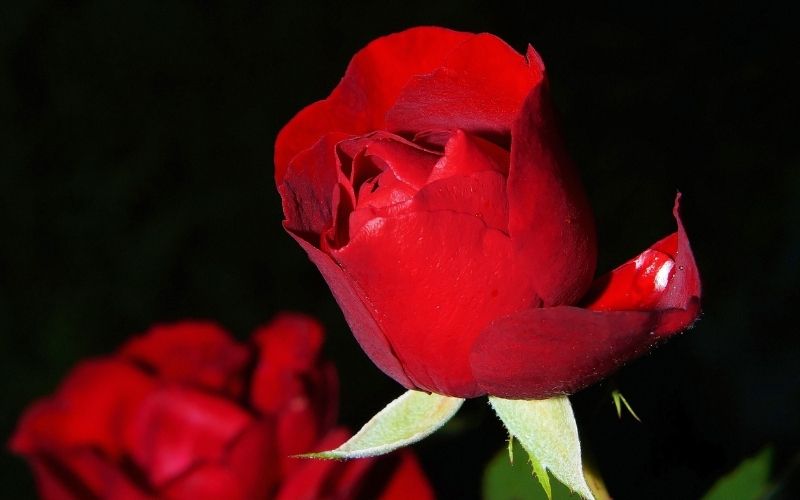 लाल गुलाब Red Rose