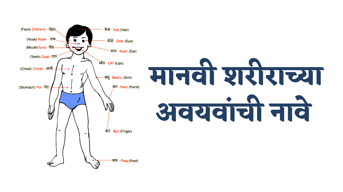 Human Body Parts Name in Marathi